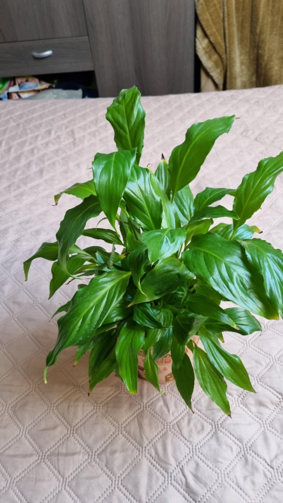 Spathiphyllum floribundum Image 2